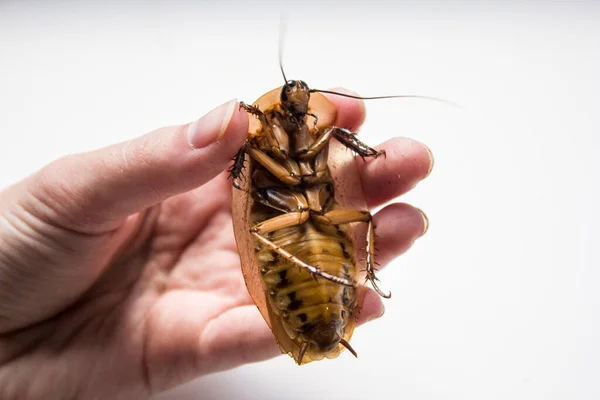 Archimandrita tesselataは南米のゴキブリ属の一種で、 Archimandritaとも呼ばれ、 Archimandrite CockroachまたはGiant Forest Cockroachとも呼ばれる。. — ストック写真
