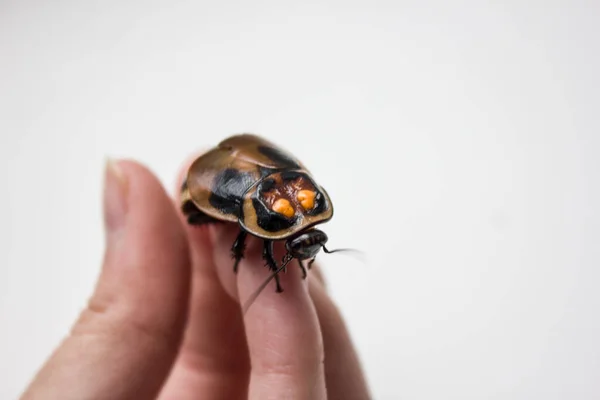有橙色斑点的蟑螂。马鞭草（Lucihormetica verrucosa）是马鞭草科（Blaberidae）中的一种大型蟑螂，俗称马鞭草（warty glowspot cockroach） 。. — 图库照片