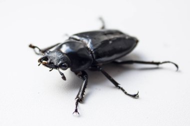 Boynuzsuz dişi geyik böceği. Lucanus cervus, Avrupa 'nın en bilinen erkek böcek türü Lucanidae familyasından bir böcektir. Kırmızı Liste.