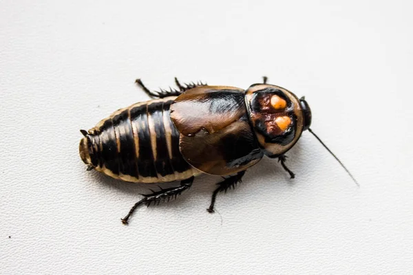 Turuncu benekli hamamböceği. Lucihormetica verrucosa, Blaberidae familyasından bir hamamböceği türü.. — Stok fotoğraf