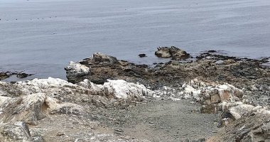 Güzel deniz aslanları, guano kuşlar, deniz kenarındaki pelikanlar.