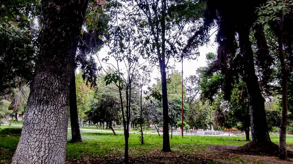 Parks Voller Bäume Die Tieren Als Zufluchtsort Dienen — Stockfoto