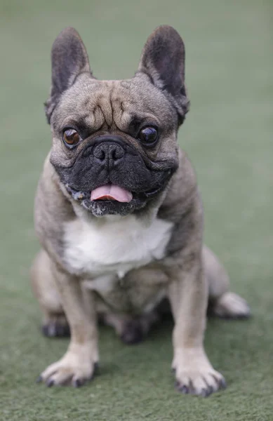 Frenchie Masculino Sable Anos Sentado Sticking Out Tongue Leash Dog — Fotografia de Stock