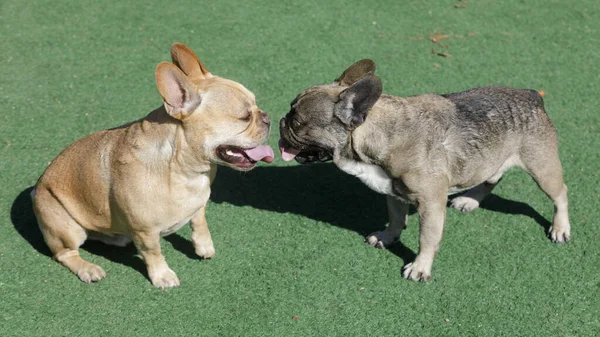 Red Tan Izquierda Sable French Bulldog Males Socializing Parque Perros — Foto de Stock