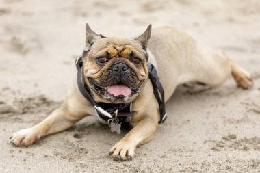 5 yaşında yavru geyik yavrusu. Dinleniyor ve kumsalda kameraya bakıyor.