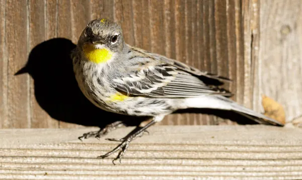 Żółtodzioby Warbler Usiadł Drewnianym Płocie Santa Clara County Kalifornia Usa — Zdjęcie stockowe
