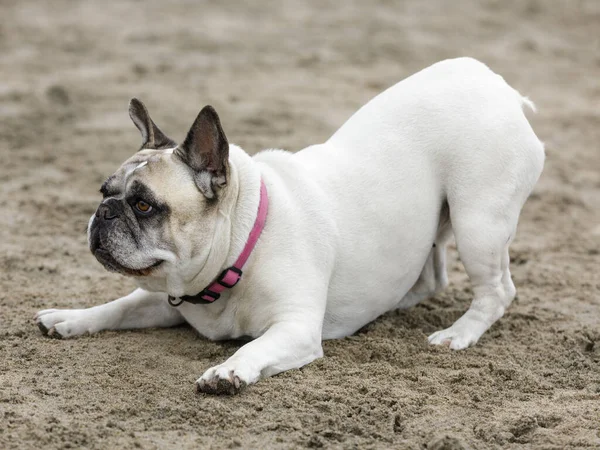 Years Old White Male Frenchie Playful Posture Beach — Stock Photo, Image