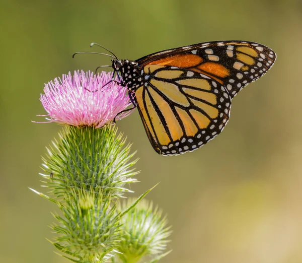 一般的なアザミの花にモナーク蝶の餌 米国カリフォルニア州サンタクララ郡 — ストック写真