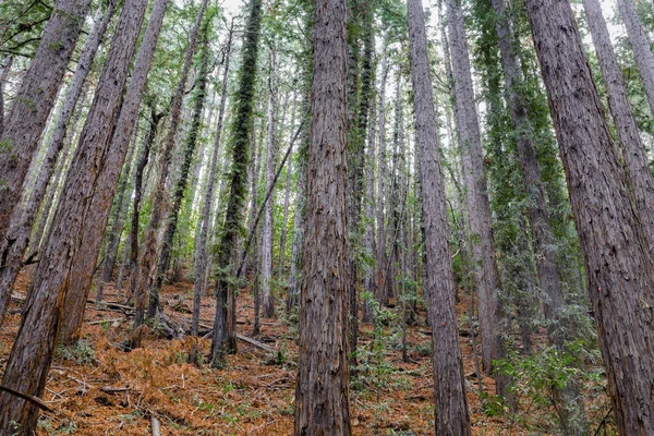 Redwoods Saratoga Hills Del Área South Bay Villa Montalvo County — Foto de Stock