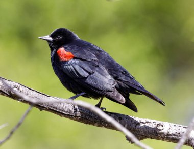 Kırmızı kanatlı Blackbird yetişkin erkek bir ağaç dalına tünemiş. Santa Clara County, Kaliforniya, ABD.