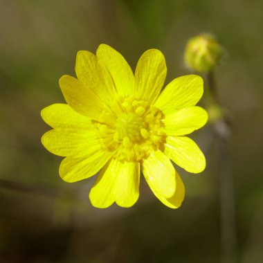 Kaliforniya Düğünçiçeği Çiçeği Kafa. Los Altos Hills, Kaliforniya, ABD.