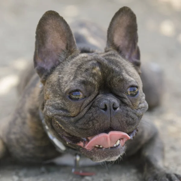 20-Month-Old brindle French Bulldog female puppy lying on gravel and panting. Off-leash dog park in Northern California.