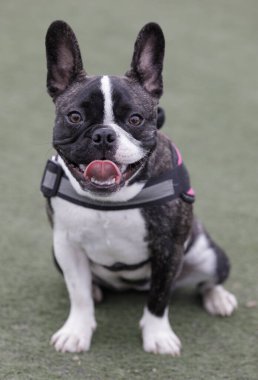 8 aylık brindle ve beyaz Fransız dişi köpek yavrusu oturuyor ve nefes nefese. Kuzey Kaliforniya 'da tasmasız köpek parkı.