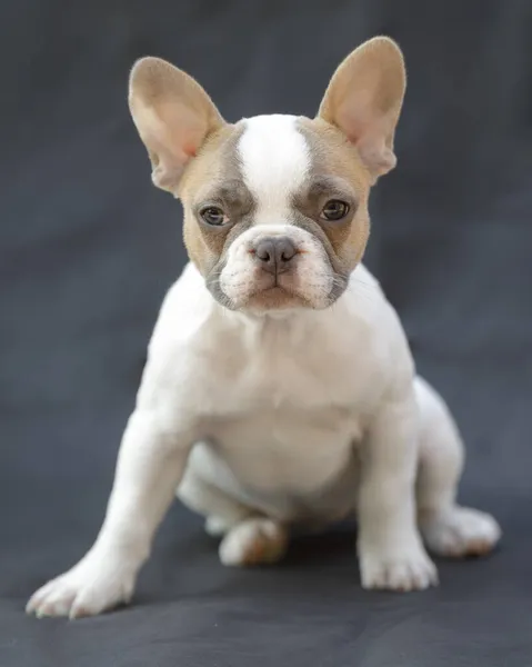 Weeks Old Tan Pied Frenchie Cachorro Hembra Aislado Sobre Fondo —  Fotos de Stock