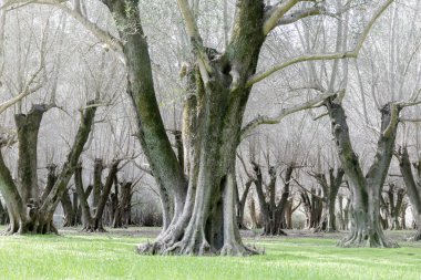 Zeytin Ağacı Korusu. Santa Clara County, Kaliforniya, ABD.