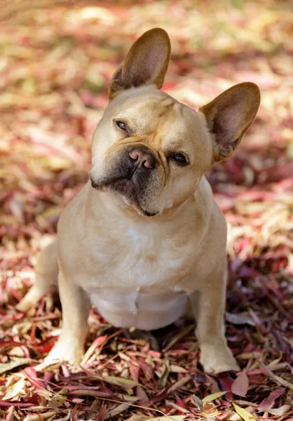 Atento Year Old Vermelho Bronzeado Macho Francês Bulldog Inclinação Cabeça — Fotografia de Stock