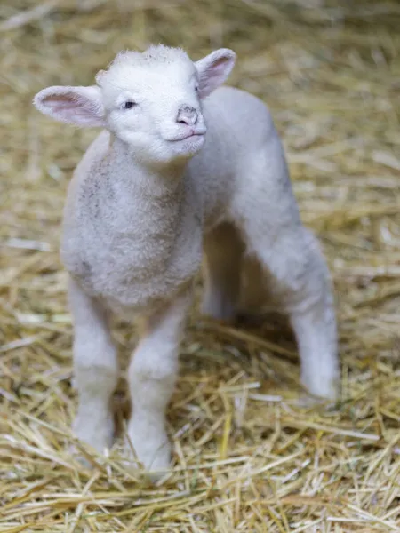 Lamb pen Stock Photos Royalty Free Lamb pen Images Depositphotos