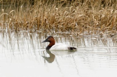 Palo Alto Baylands, Santa Clara County, Kaliforniya 'da yüzen erkek Canvasback, ABD.