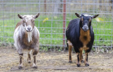 Hayvan ağılında duran meraklı keçiler. Santa Clara County, Kaliforniya, ABD 'deki Çiftlik.