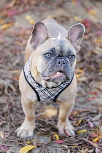 Month Old Blue Sable Male Frenchie Autumn Leaves Background Leash — Stock Photo, Image