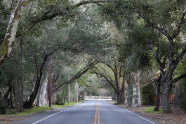 Woodside, California 'daki Meşe Ağacı Tüneli