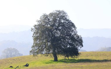 Lone Oak ağacı ve puslu yuvarlanan manzara sonbahar sabahının başlarında. Pearson-Arastradero Koruma Alanı, Santa Clara County, Kaliforniya, ABD.