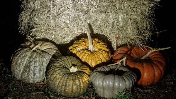 Halloween Acción Gracias Decoración Nocturna Variedad Calabazas Contra Fondo Heno —  Fotos de Stock