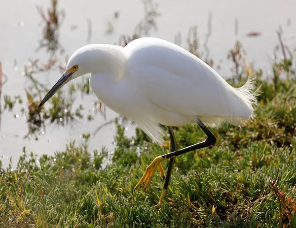 Aigrette Des Neiges Quête Nourriture Palo Alto Baylands Comté Santa — Photo