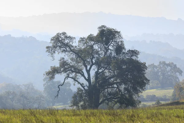 Osamělý Dub Mlhavá Zvlněná Krajina Časného Podzimního Rána Pearson Arastradero — Stock fotografie