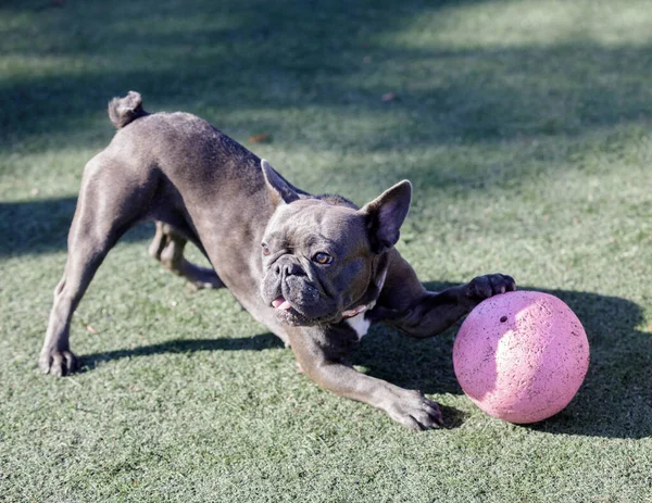 Year Old Brindle Blue Female Bulldog Crouching Ball Parque Perros — Foto de Stock
