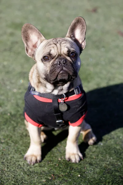 10-Month-Old fawn female Frenchie dressed up for winter day. Off-leash dog park in Northern California.