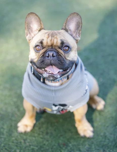Year Old Fawn Male Frenchie Keeping Warm Leash Dog Park — Stock Photo, Image