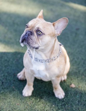 1 yaşında merle bronz tenli ve üç renkli Fransız Bulldog 'un salyaları akıyor. Kuzey Kaliforniya 'da tasmasız köpek parkı.