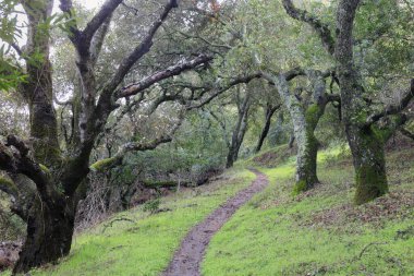 Almaden Quicksilver County Park, New Almaden, Santa Clara County, Kaliforniya, ABD 'de Laurel Körfezi' nden geçen patika..