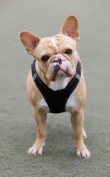 Year Old Tan Female Frenchie Butterfly Splotchy Nose Mix Black — Stock Photo, Image