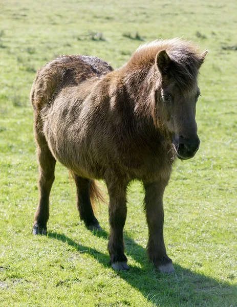 Pony Horse Nicasio Valley Marin County California — Stok fotoğraf