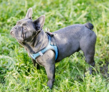 6 aylık. Mavi Isabella. Fransız erkek. Yukarı bakıyor. Kuzey Kaliforniya 'da tasmasız köpek parkı.