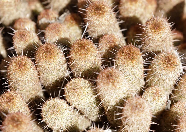 Guld Blonder Kaktus Arizona Cactus Garden Stanford Californien - Stock-foto