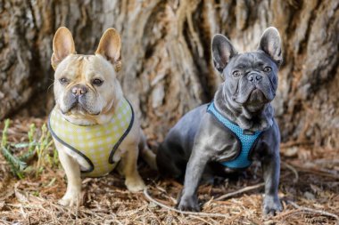 Kırmızı ten (solda) ve mavi Isabella (sağda) Fransız arkadaşlar. Kuzey Kaliforniya 'da tasmasız köpek parkı.