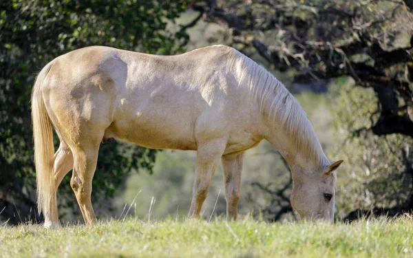 白马在草地上吃草 Los Altos Hills California Usa — 图库照片