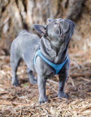 7 aylık Isabella Blue 'lu Fransız erkek yukarı bakıyor. Kuzey Kaliforniya 'da tasmasız köpek parkı.