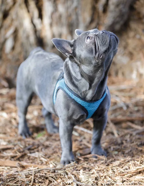 Månader Gamla Isabella Blue Male Frenchie Tittar Upp Koppel Hundpark — Stockfoto