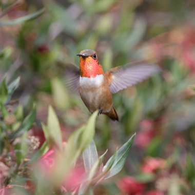 Allen's Hummingbird adult male hovering and looking at camera. Santa Cruz, California, USA. clipart