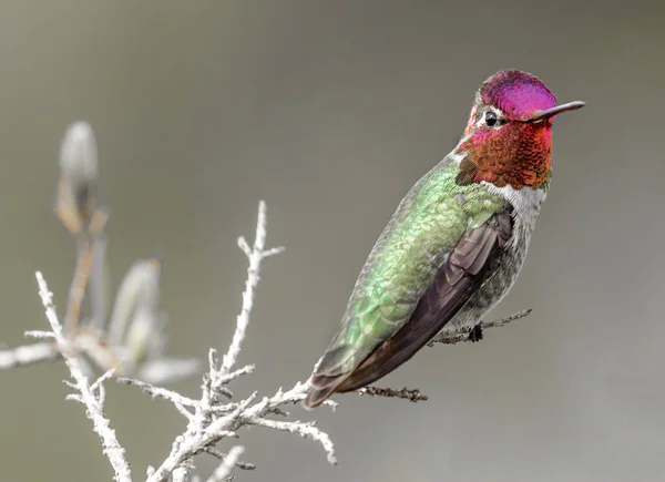 Colibrí Anna Macho Adulto Posado Tallo Arbusto Santa Cruz California — Foto de Stock