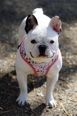 9 aylık Beyaz Merle Fransız Buldog 'u dişi köpek. Kuzey Kaliforniya 'da tasmasız köpek parkı.