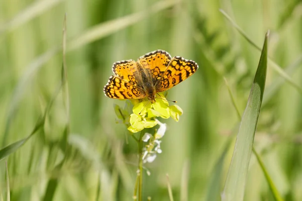 Észak Checkerspot Mustárvirággal Táplálkozik Santa Clara Megye Kalifornia Usa — Stock Fotó