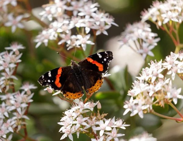 白い花に赤い蝶提督 米国カリフォルニア州サンタクララ郡 — ストック写真