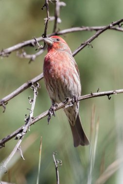 Finch Hanesi erkeği ağaç dalına tünemiş. Stanford, Santa Clara County, Kaliforniya, ABD.