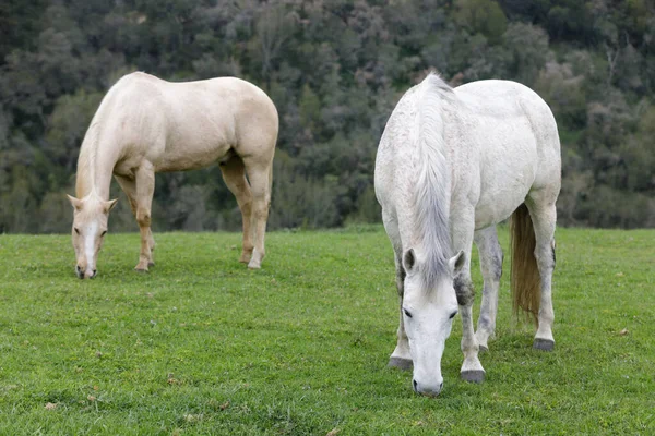 帕洛米诺和白马在草原上吃草Los Altos Hills California Usa — 图库照片