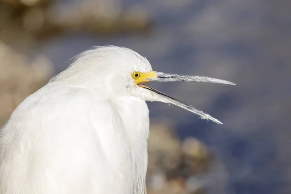 Seidenreiher Mit Offenem Schnabel Shoreline Lake Park Santa Clara County — Stockfoto